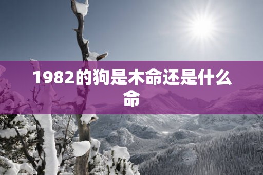 1982的狗是木命还是什么命