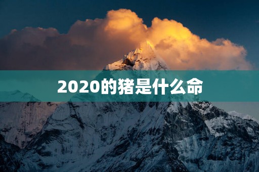 2025的猪是什么命
