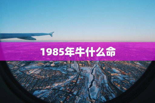 1985年牛什么命