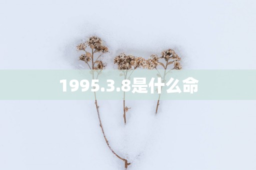 1995.3.8是什么命