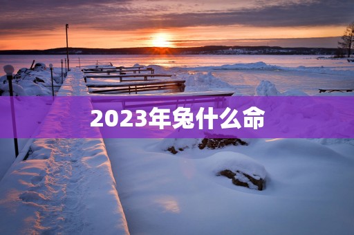 2025年兔什么命