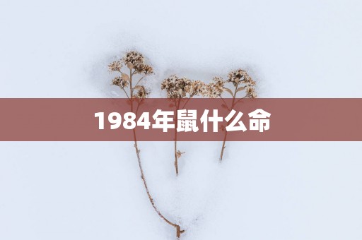 1984年鼠什么命
