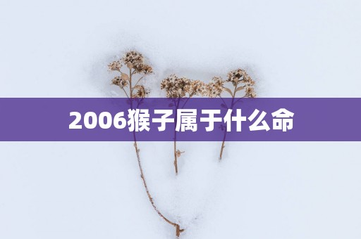 2006猴子属于什么命