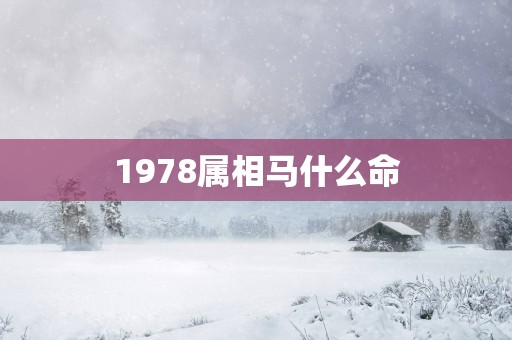1978属相马什么命