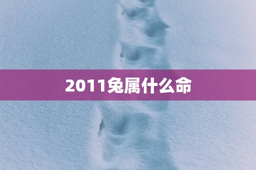 2011兔属什么命