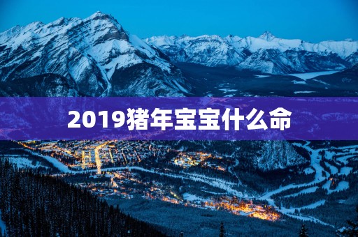 2019猪年宝宝什么命