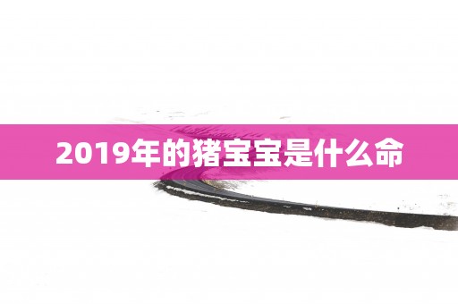 2019年的猪宝宝是什么命