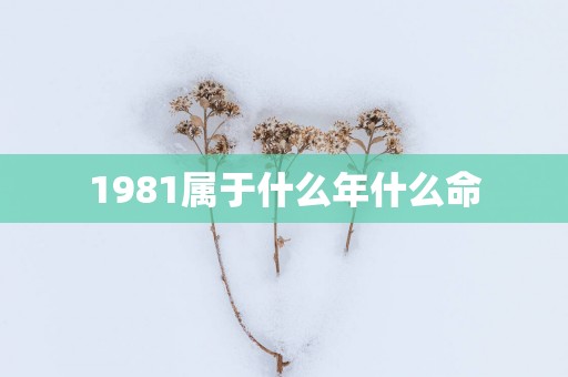 1981属于什么年什么命