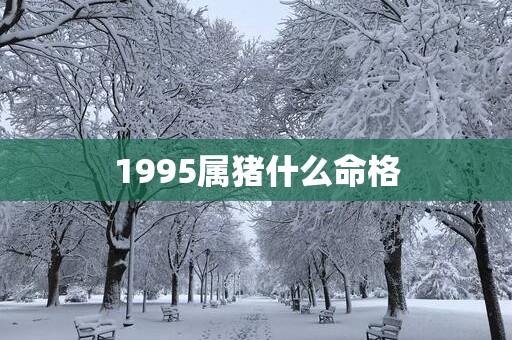1995属猪什么命格