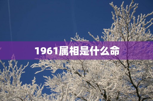 1961属相是什么命