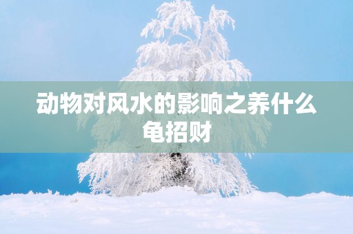 动物对风水的影响之养什么龟招财