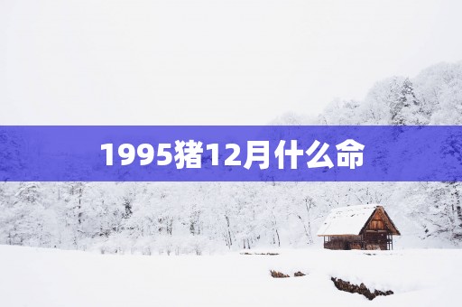 1995猪12月什么命