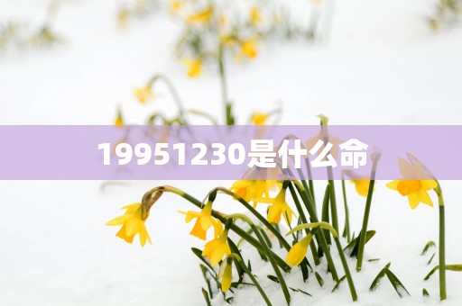 19951230是什么命