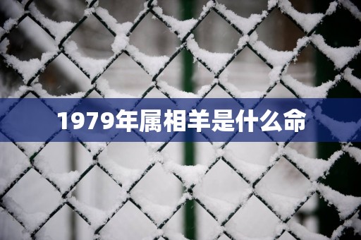 1979年属相羊是什么命