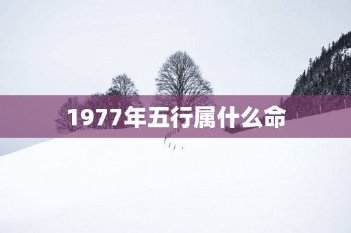 1977年五行属什么命