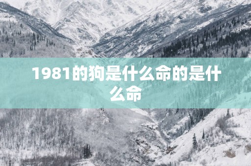 1981的狗是什么命的是什么命