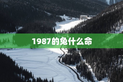 1987的兔什么命