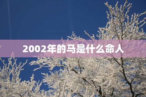 2002年的马是什么命人