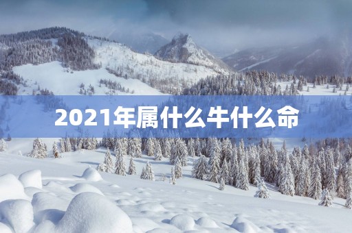 2025年属什么牛什么命