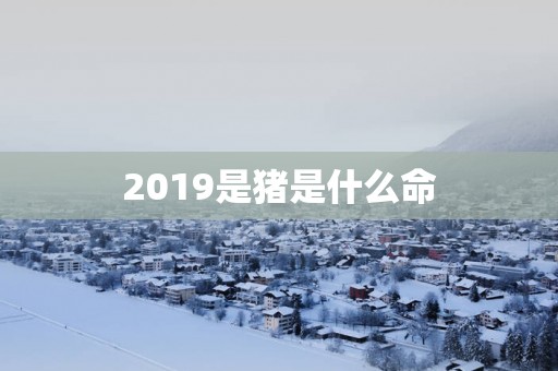 2019是猪是什么命