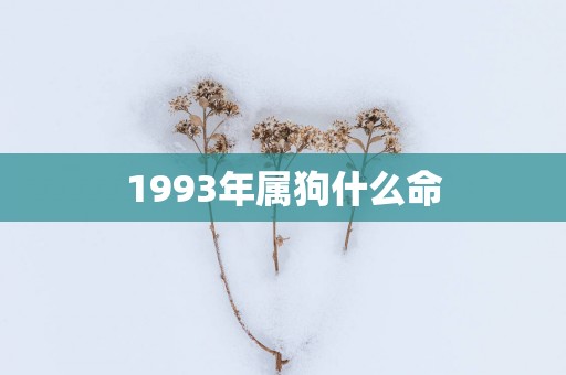 1993年属狗什么命