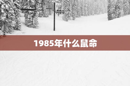 1985年什么鼠命