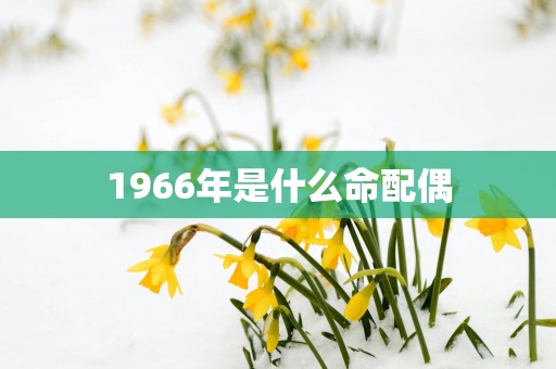 1966年是什么命配偶