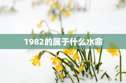 1982的属于什么水命