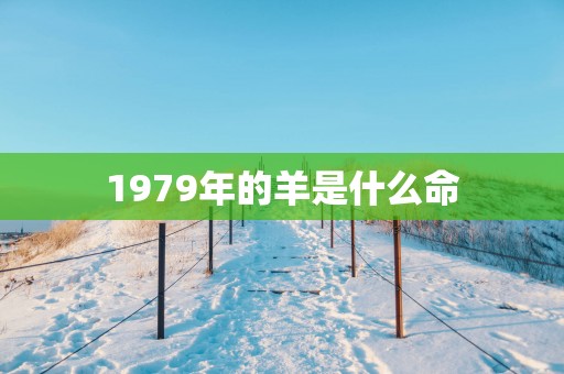 1979年的羊是什么命