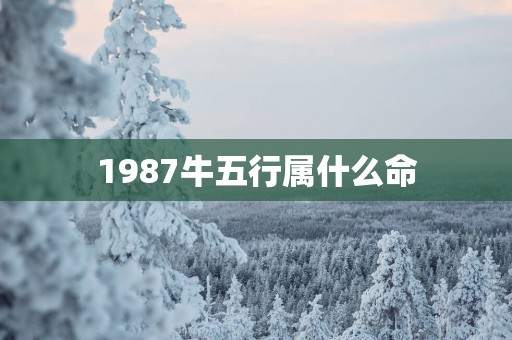 1987牛五行属什么命