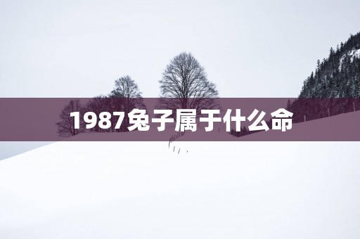 1987兔子属于什么命
