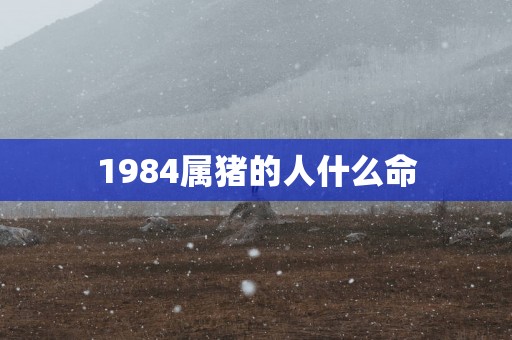 1984属猪的人什么命