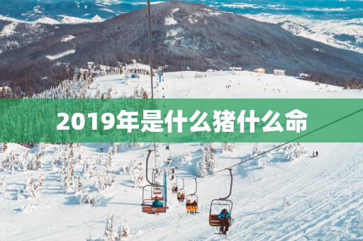2019年是什么猪什么命