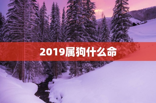 2019属狗什么命