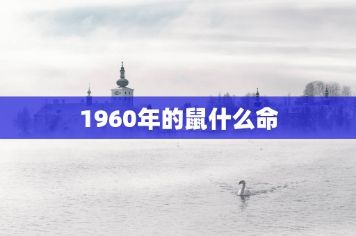 1960年的鼠什么命