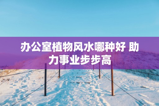 办公室植物风水哪种好 助力事业步步高