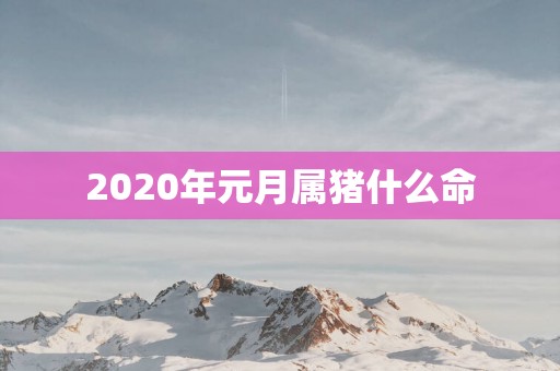 2025年元月属猪什么命