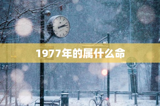 1977年的属什么命