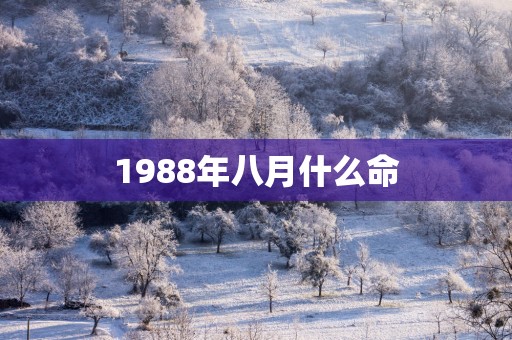 1988年八月什么命