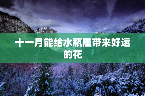 十一月能给水瓶座带来好运的花