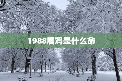 1988属鸡是什么命