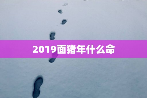 2019面猪年什么命