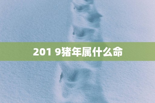 201 9猪年属什么命