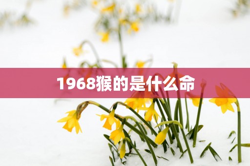 1968猴的是什么命