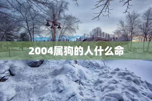 2004属狗的人什么命