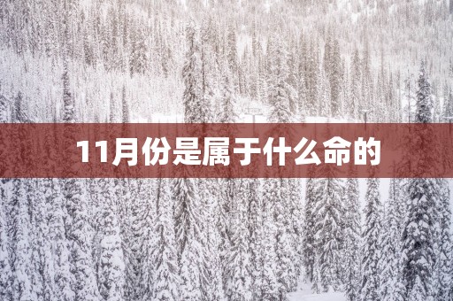11月份是属于什么命的