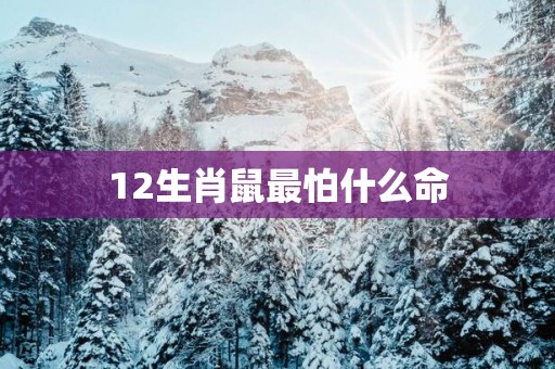 12生肖鼠最怕什么命