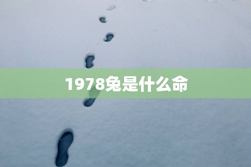 1978兔是什么命