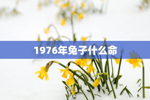 1976年兔子什么命