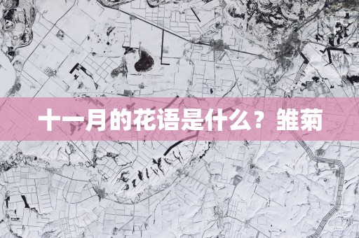 十一月的花语是什么？雏菊